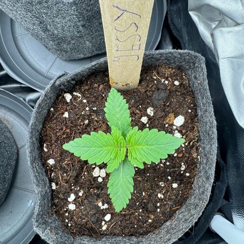 Jessy #3 growlog timeline photo