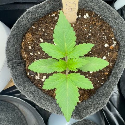 Jacky #2 growlog timeline photo