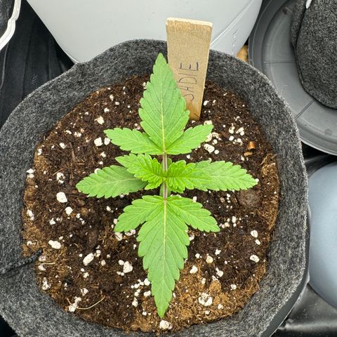 Sadie #1 growlog timeline photo