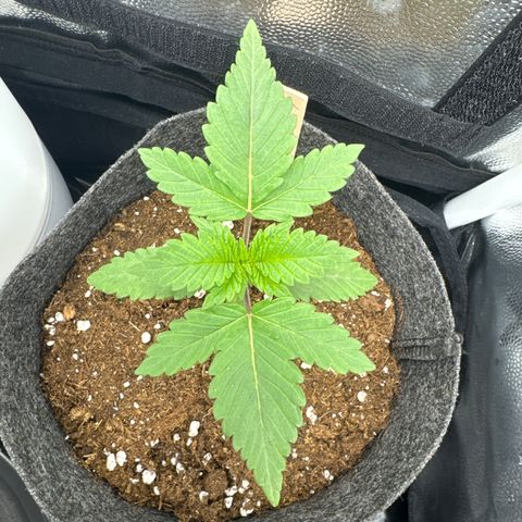 Jacky #2 growlog photo: Ab heute ist Jacky in der Wachstumsphase 