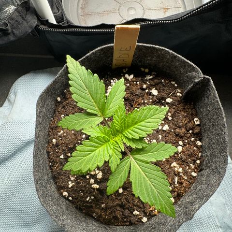 Sadie #1 growlog timeline photo