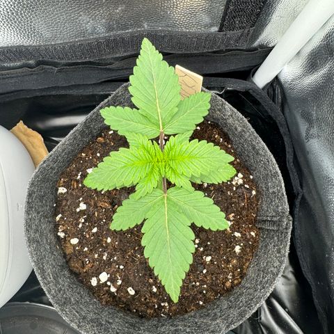 Jacky #2 growlog timeline photo
