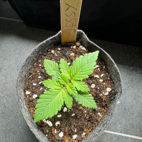 Jessy #3 growlog timeline photo