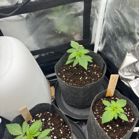 Jacky #2 growlog timeline photo