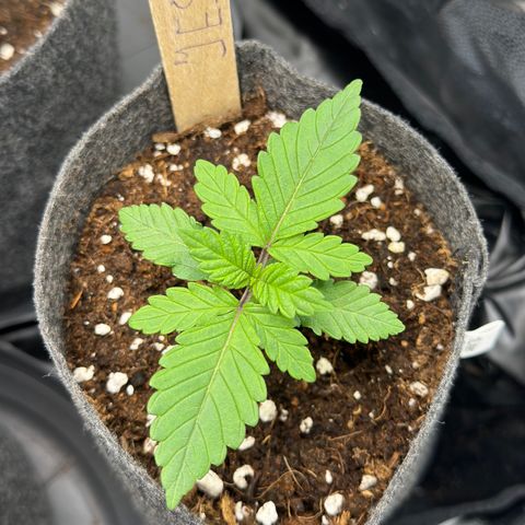 Jessy #3 growlog timeline photo