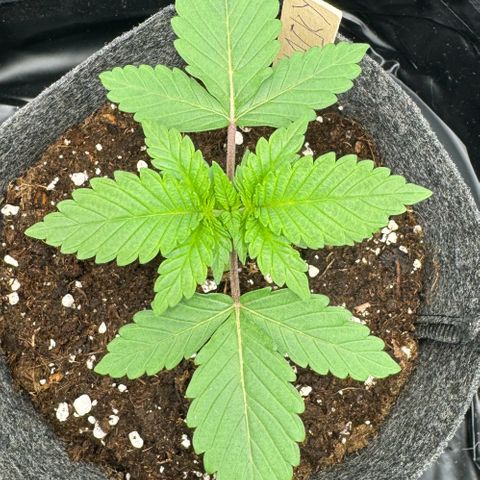 Jacky #2 growlog timeline photo