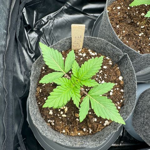 Sadie #1 growlog timeline photo