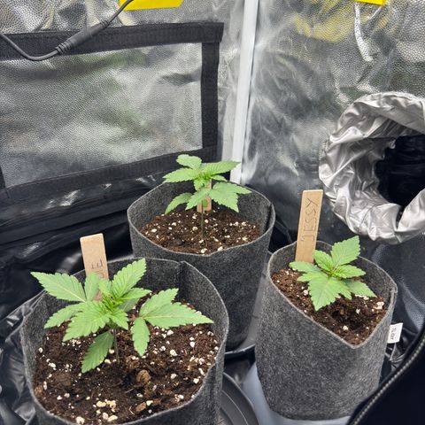 Jacky #2 growlog timeline photo