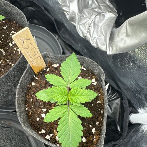Jessy #3 growlog timeline photo