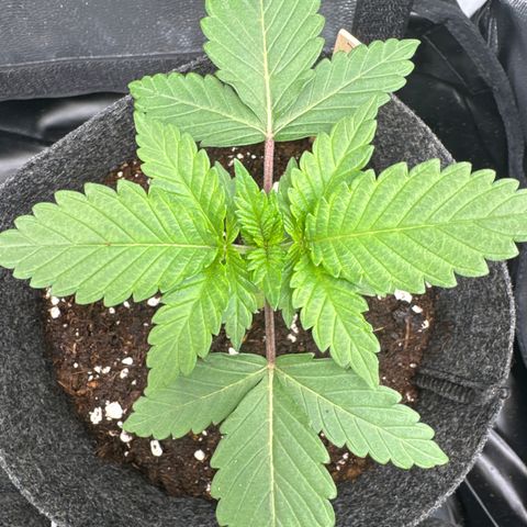 Jacky #2 growlog timeline photo
