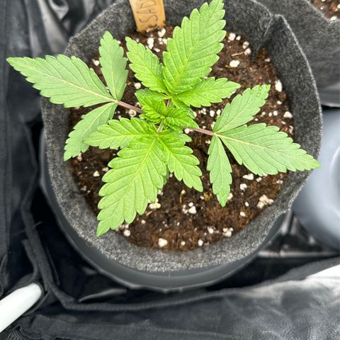 Sadie #1 growlog timeline photo