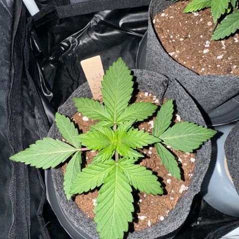 Sadie #1 growlog timeline photo