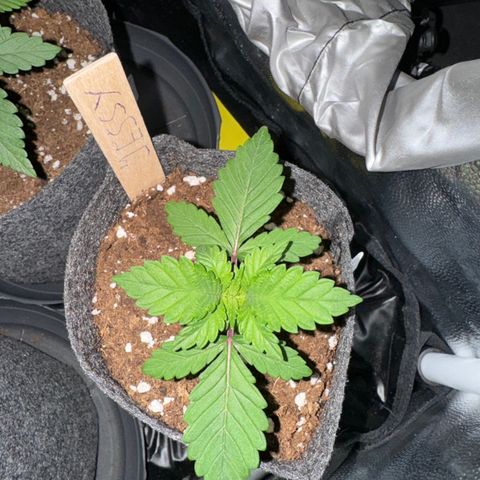 Jessy #3 growlog timeline photo