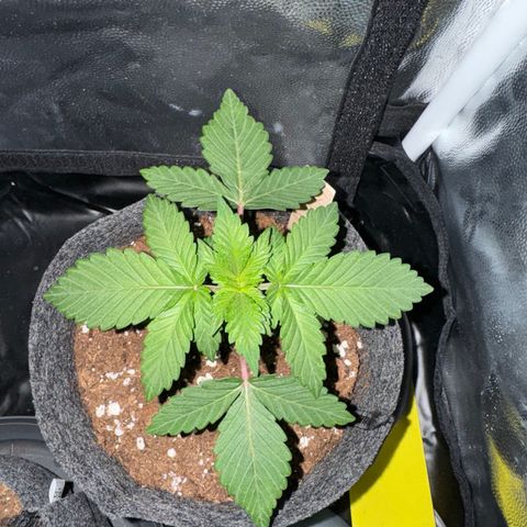 Jacky #2 growlog timeline photo