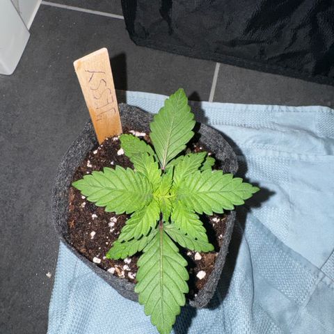 Jessy #3 growlog timeline photo