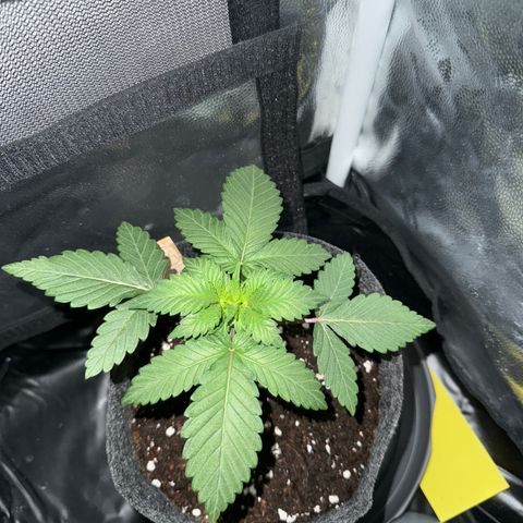 Jacky #2 growlog timeline photo
