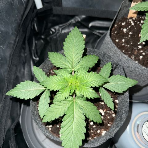 Sadie #1 growlog timeline photo
