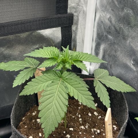 Jacky #2 growlog photo: Jacky lässt die Blätter leicht hängen und das eine untere Blatt hat sich dunkelgrün / leicht gelb verfärbt. Vermutlich ist ein Schwankender PH-Wert oder zu viel Wasser der Grund. Nächstes Mal etwas weniger gießen
