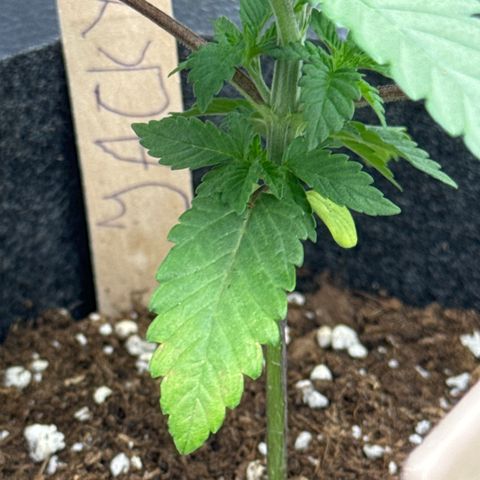 Jacky #2 growlog photo: Jacky lässt die Blätter leicht hängen und das eine untere Blatt hat sich dunkelgrün / leicht gelb verfärbt. Vermutlich ist ein Schwankender PH-Wert oder zu viel Wasser der Grund. Nächstes Mal etwas weniger gießen