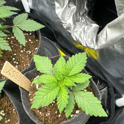 Jessy #3 growlog photo: Das eine untere Blatt hat sich dunkelgrün / leicht gelb verfärbt. Vermutlich ist ein Schwankender PH-Wert oder zu viel Wasser der Grund. Nächstes Mal etwas weniger gießen