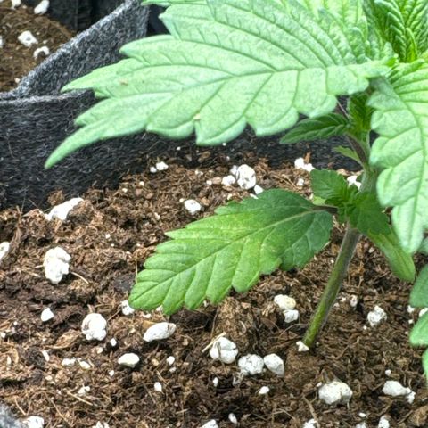 Jessy #3 growlog photo: Das eine untere Blatt hat sich dunkelgrün / leicht gelb verfärbt. Vermutlich ist ein Schwankender PH-Wert oder zu viel Wasser der Grund. Nächstes Mal etwas weniger gießen
