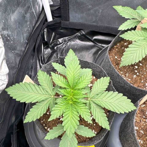 Sadie #1 growlog timeline photo