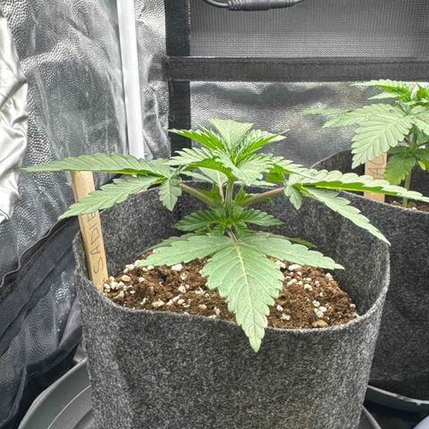 Sadie #1 growlog timeline photo