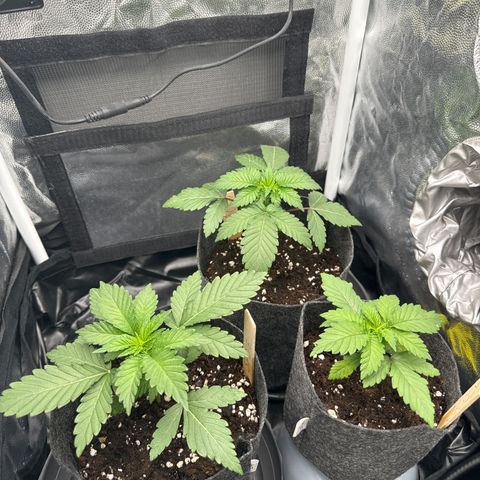 Sadie #1 growlog photo: Abends nach dem Gießen
