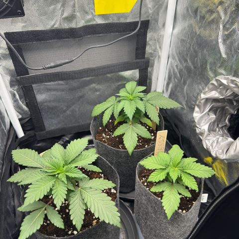 Jacky #2 growlog timeline photo