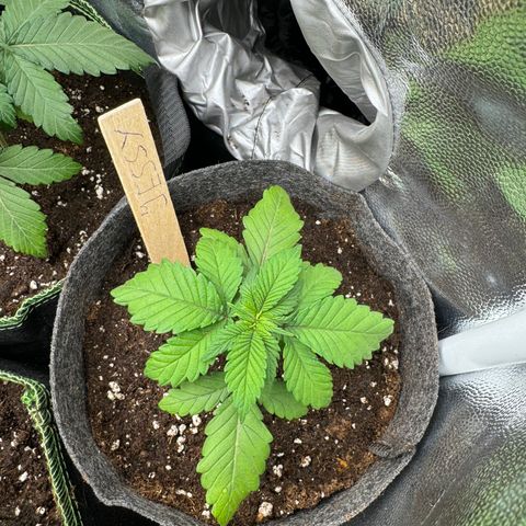 Jessy #3 growlog photo: Nach dem Umtopfen in den 3l Topf