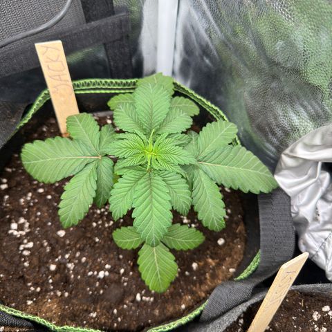 Jacky #2 growlog photo: Nach dem Umtopfen in den 5l Topf