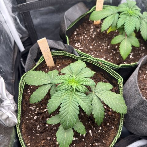 Sadie #1 growlog photo: Nach dem Umtopfen in den 5l Topf