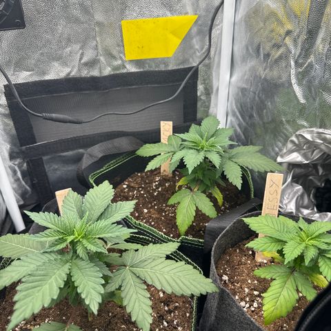 Jacky #2 growlog photo: Die Blätter heben sich wieder langsam von oben nach unten.
Bei Jessy und Jacky bleiben die unteren Blätter weiter gelb/braun.
