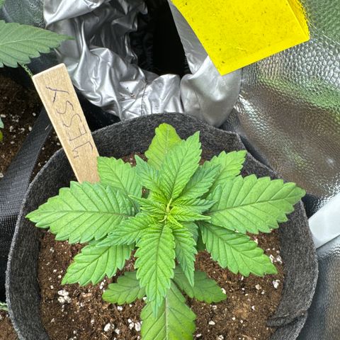 Jessy #3 growlog timeline photo