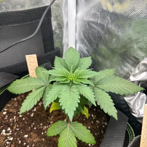 Jacky #2 growlog timeline photo