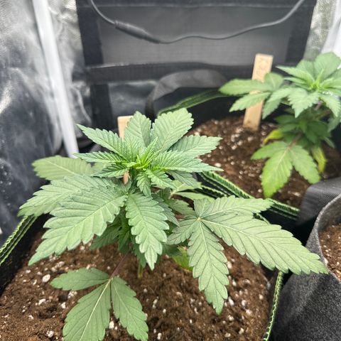 Sadie #1 growlog timeline photo