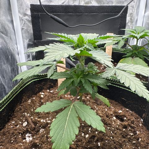 Sadie #1 growlog timeline photo
