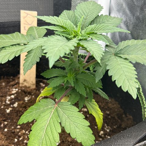 Jacky #2 growlog timeline photo