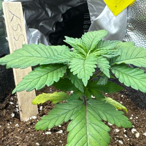 Jessy #3 growlog timeline photo