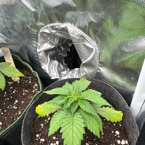 Jessy #3 growlog photo: Spitze eines Blattes abgerissen, da ein Gelbsticker Aufkleber abgefallen ist