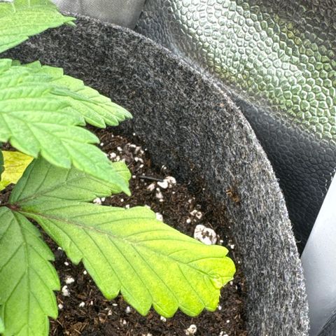 Jessy #3 growlog photo: Spitze eines Blattes abgerissen, da ein Gelbsticker Aufkleber abgefallen ist