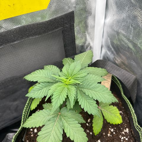 Jacky #2 growlog photo: Untere Blötter hängen noch und die Blätter, die gelb waren sind jetzt zu 2-4 gelb