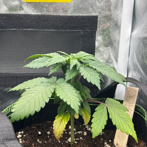 Jacky #2 growlog photo: Untere Blötter hängen noch und die Blätter, die gelb waren sind jetzt zu 2-4 gelb