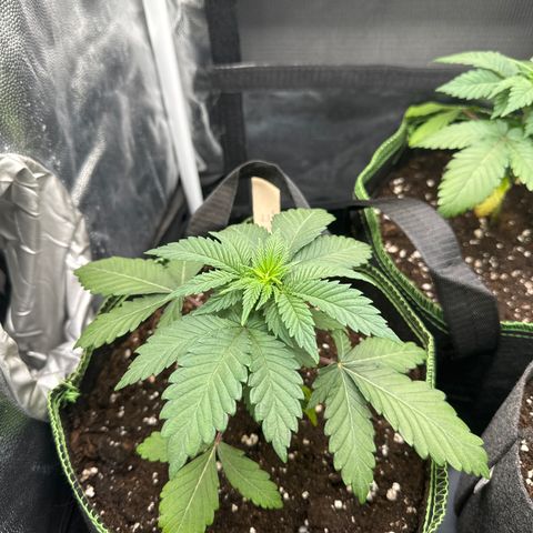 Sadie #1 growlog photo: Sadie sieht weiterhin gut aus. Die unteren Blätter hängen noch