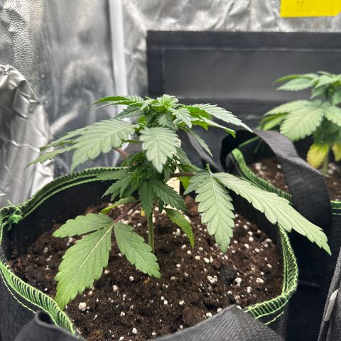 Sadie #1 growlog photo: Sadie sieht weiterhin gut aus. Die unteren Blätter hängen noch