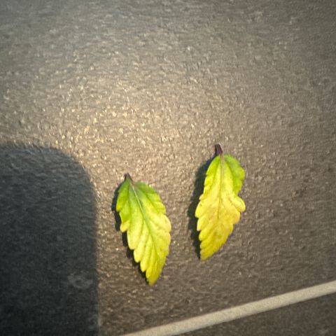 Jessy #3 growlog timeline photo