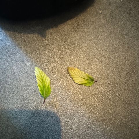 Jacky #2 growlog timeline photo
