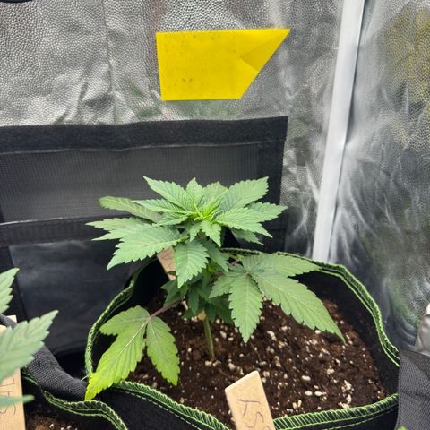 Jacky #2 growlog timeline photo