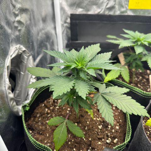 Sadie #1 growlog timeline photo