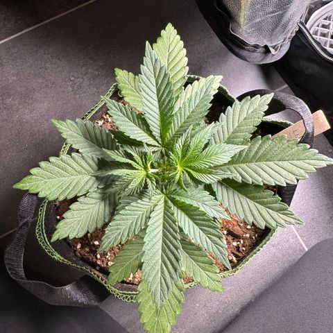 Sadie #1 growlog photo: Nach dem Toppen